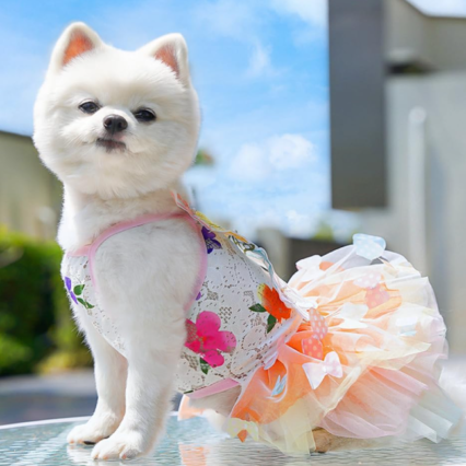 Dog Rainbow Butterfly Princess Dress Summer Thin
