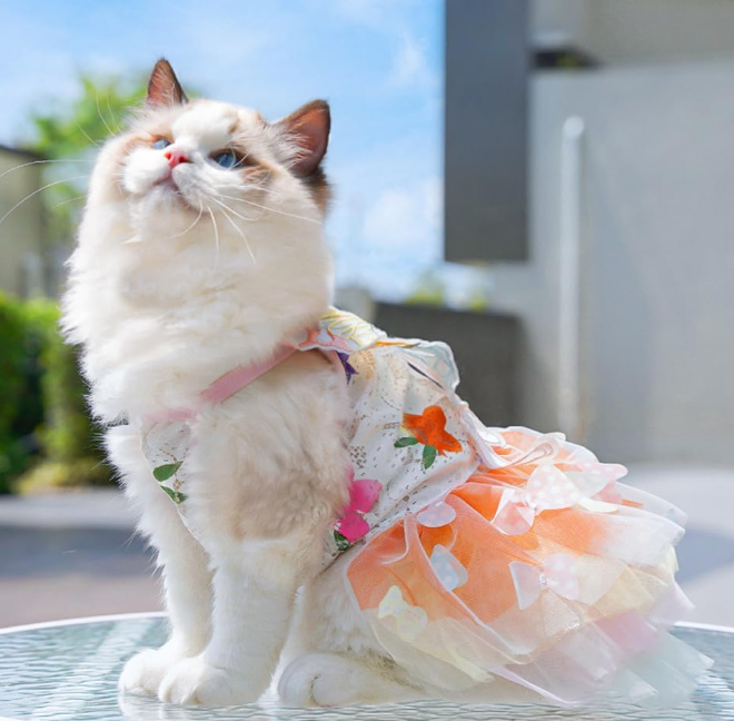 Dog Rainbow Butterfly Princess Dress Summer Thin - Image 2