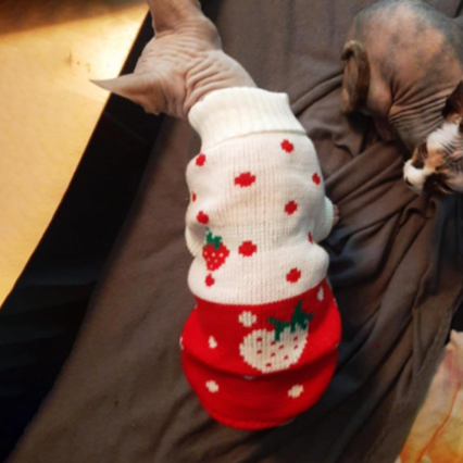 Dog Sweaters Classic Knitwear Turtleneck Winter Warm Pet Clothes